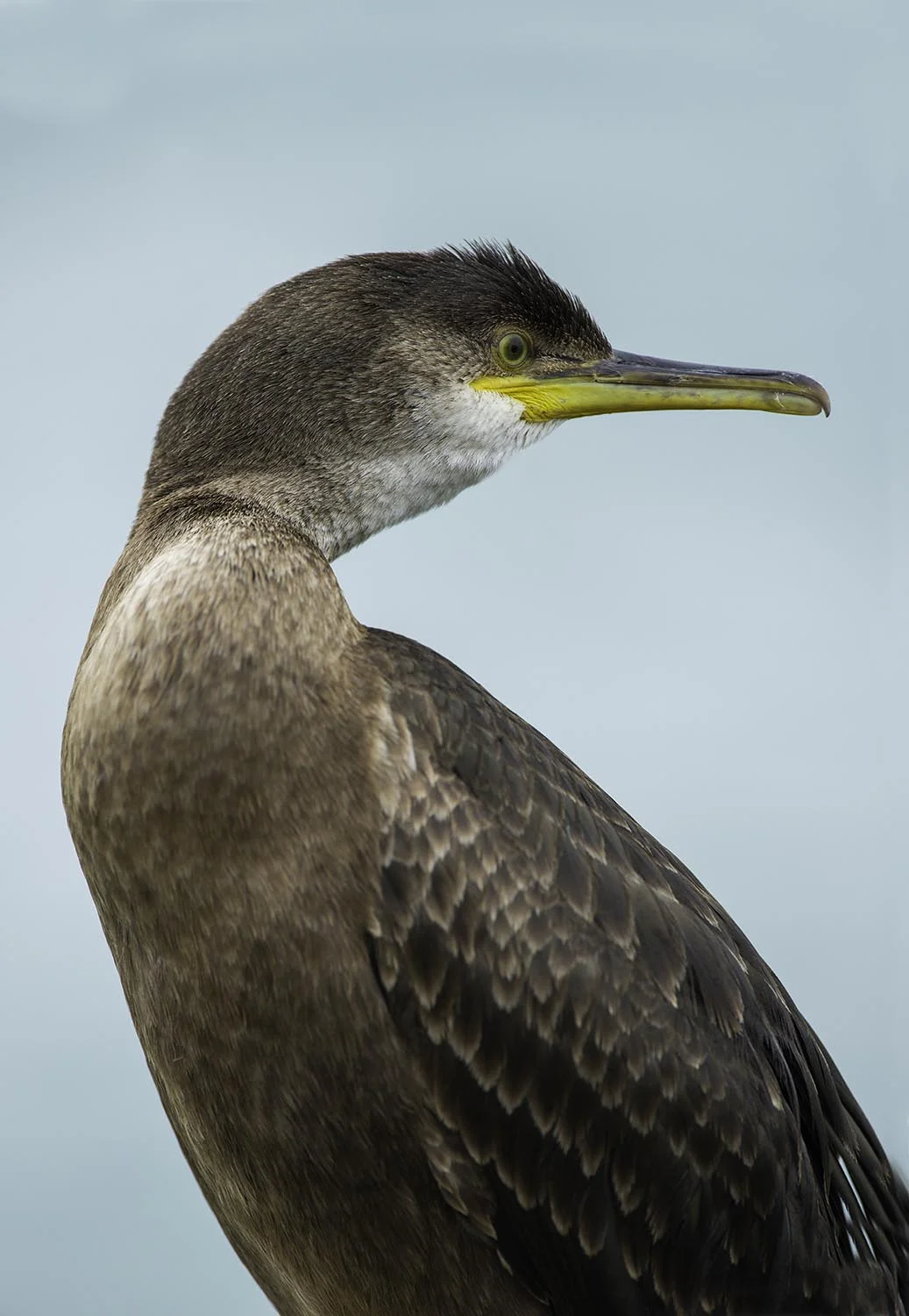 Cormorant2.jpg