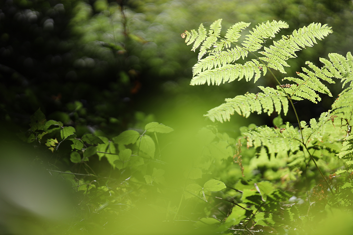 50mm f/1.2 bokeh