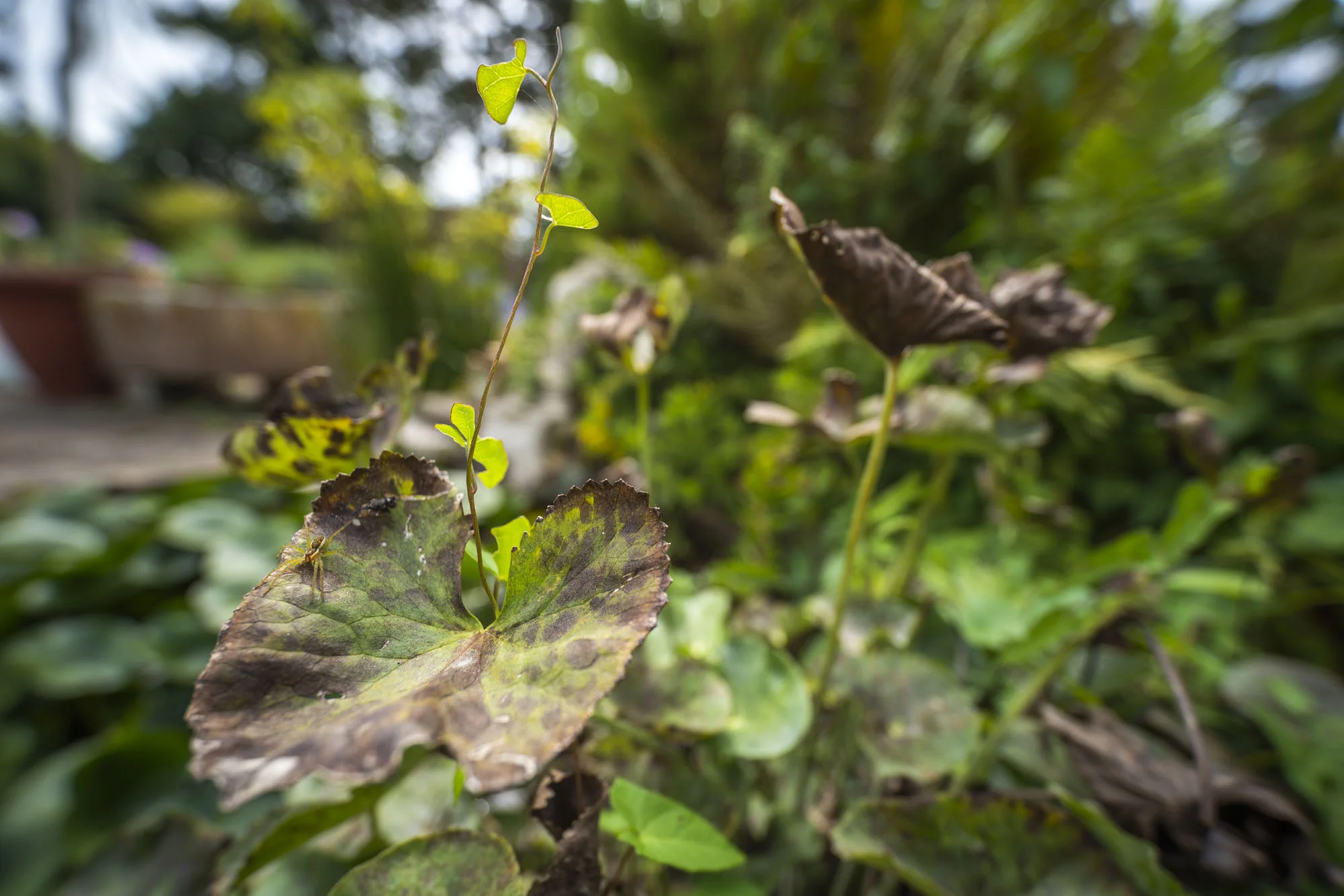f/2.8 - 1/800 - ISO100