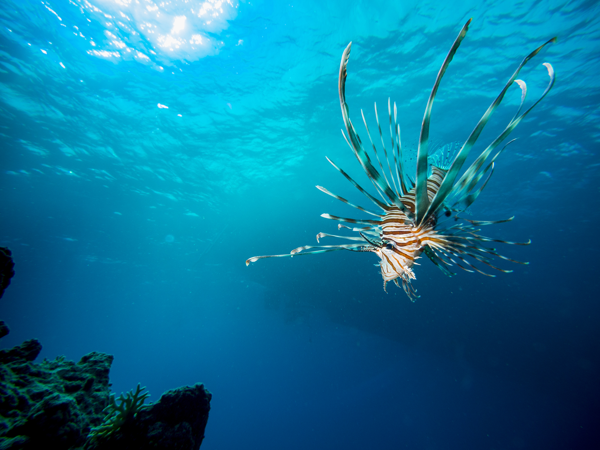 Lionfish - Red Sea