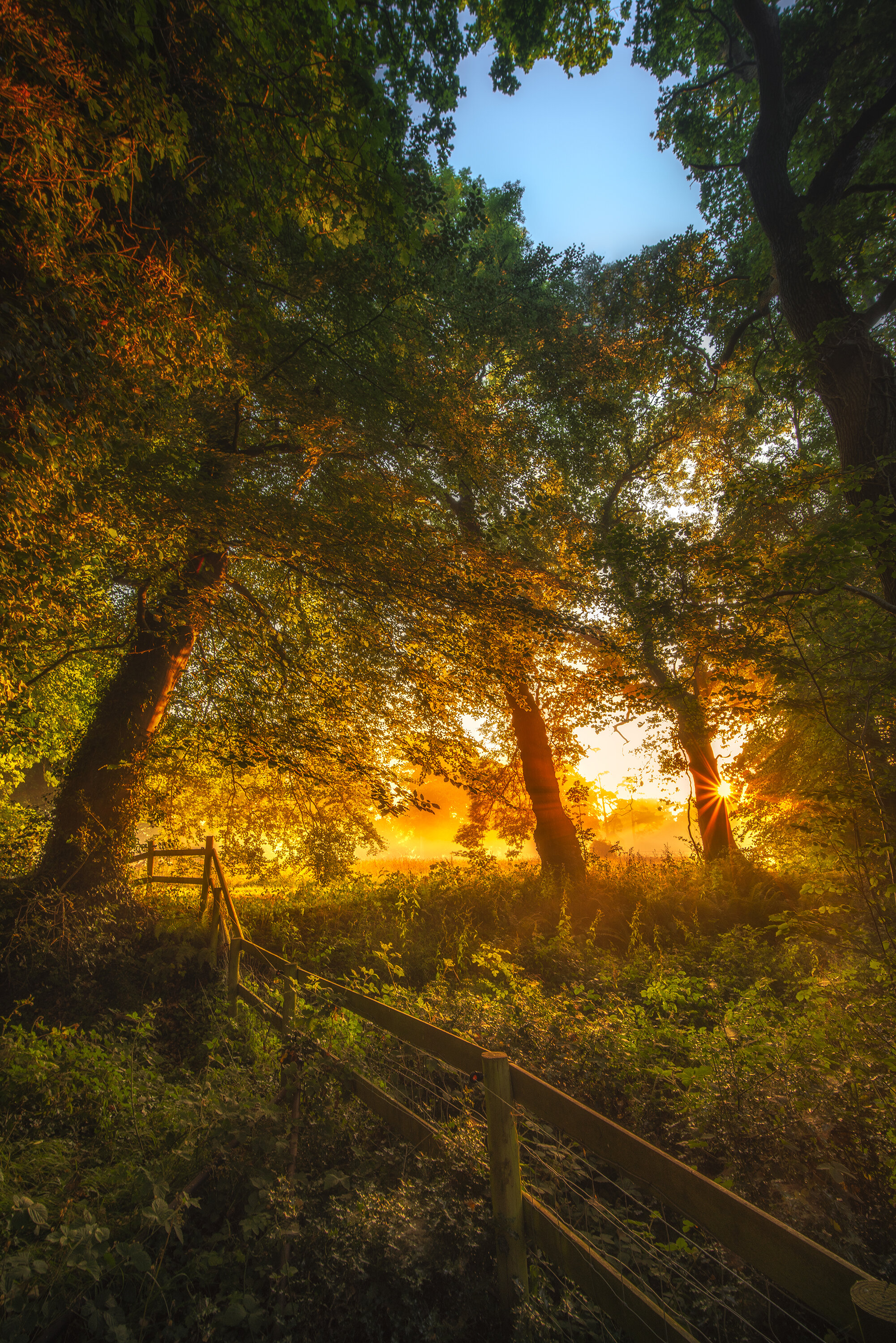 Woodland Sunrise - f/11