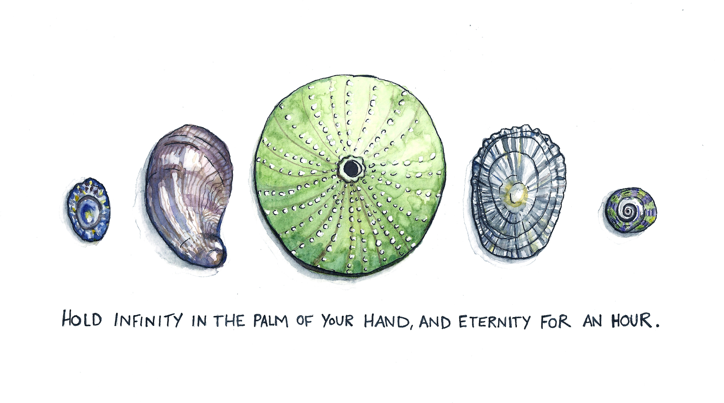 Shells2.jpg