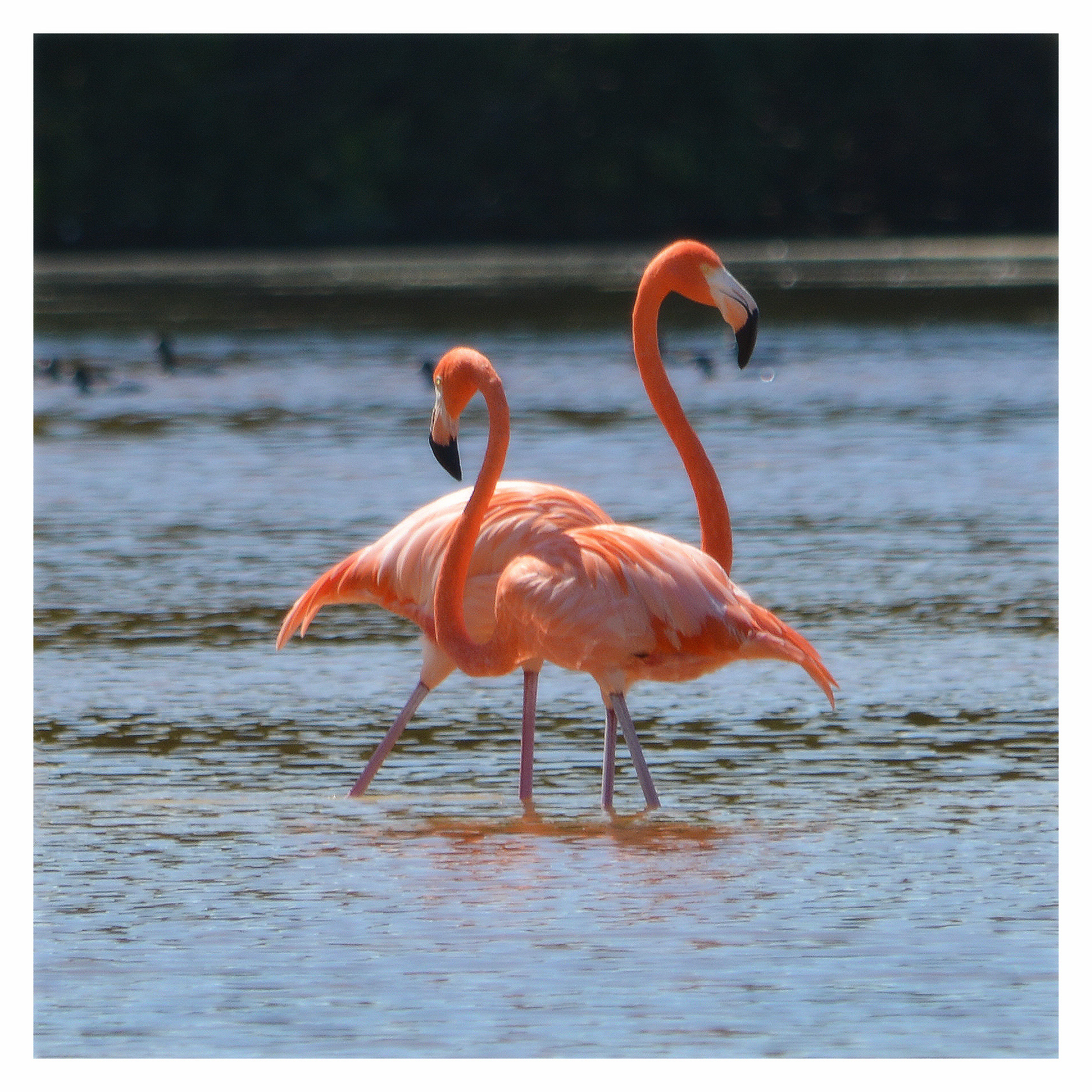 FLAMINGOS, CELESTUN