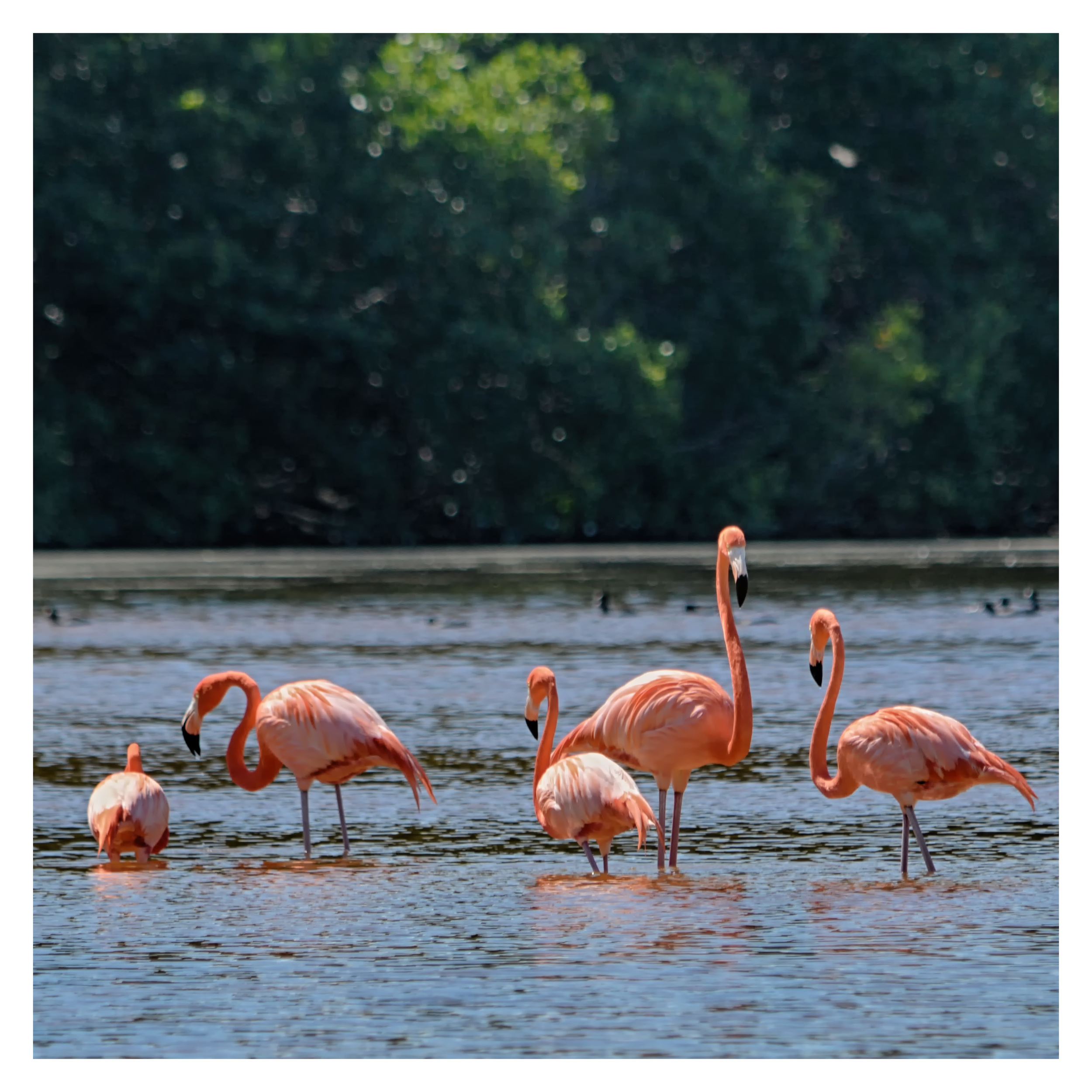 FLAMINGO, CELESTUN