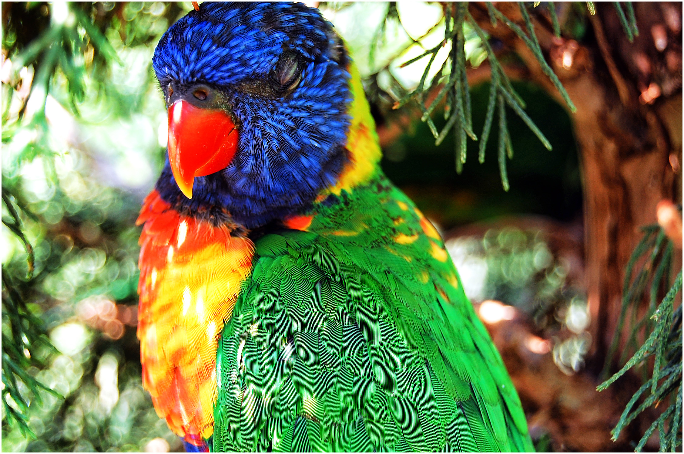 PARROT, OKLAHOMA CITY
