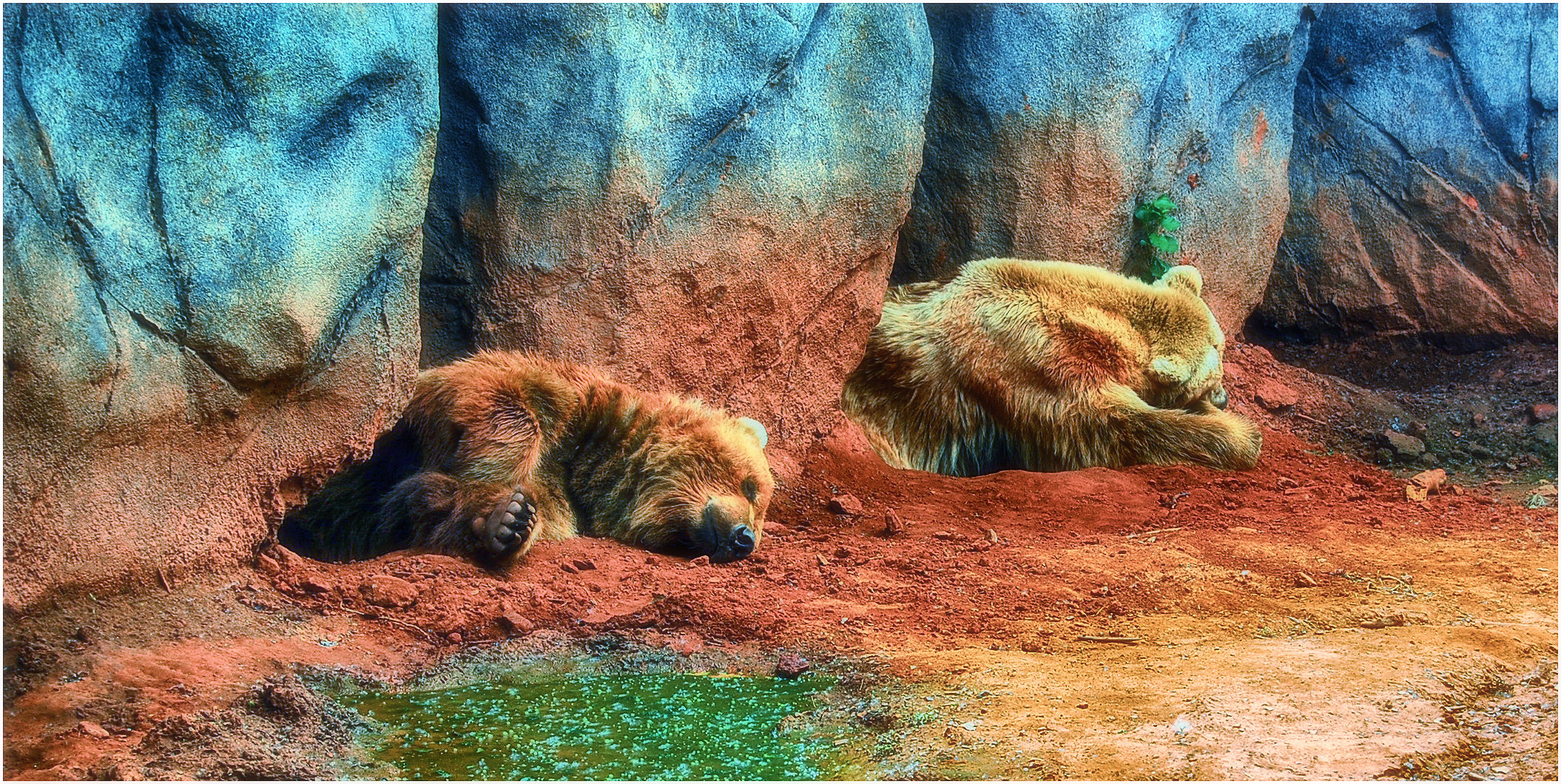 BEARS, OKLAHOMA CITY