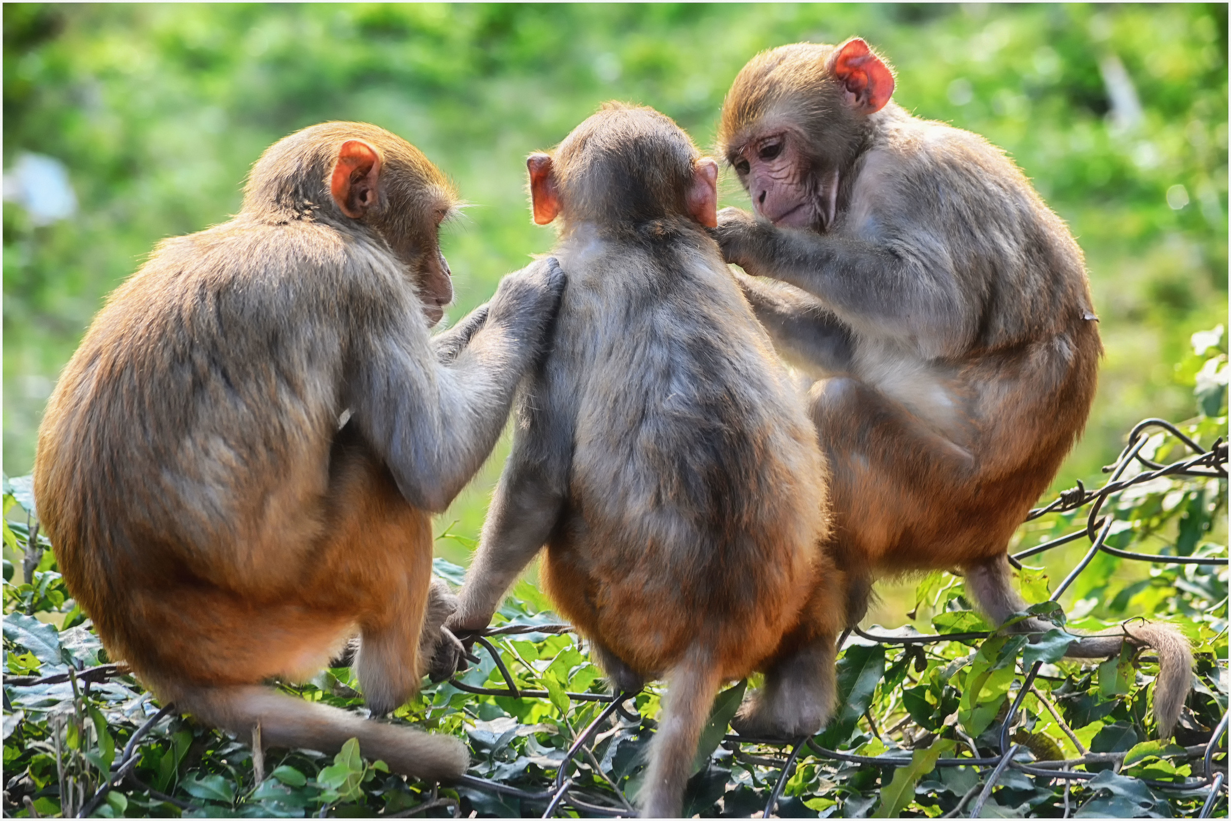 MONKEYS, AGRA