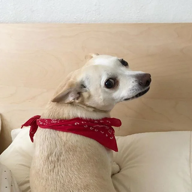 happy birthday iggy, you&rsquo;re the reason i have 30,000 photos on my phone