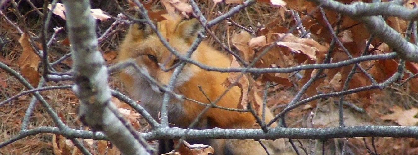 pct fox cropped.jpg