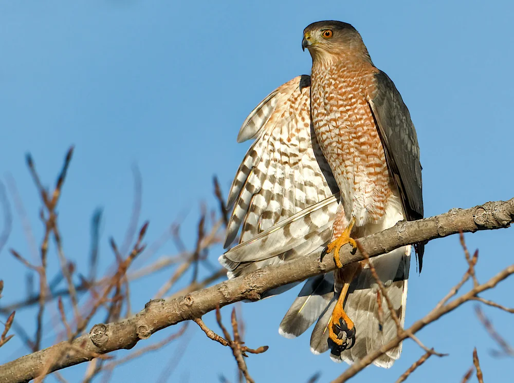 Cooper’s hawks have nested on the Dwyer property.