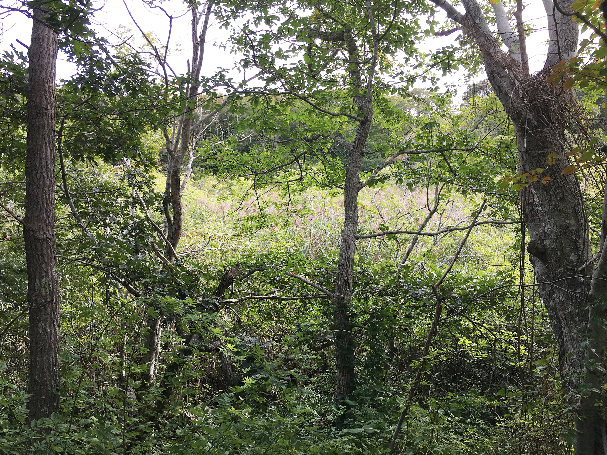 ConservationLand1_2.jpg
