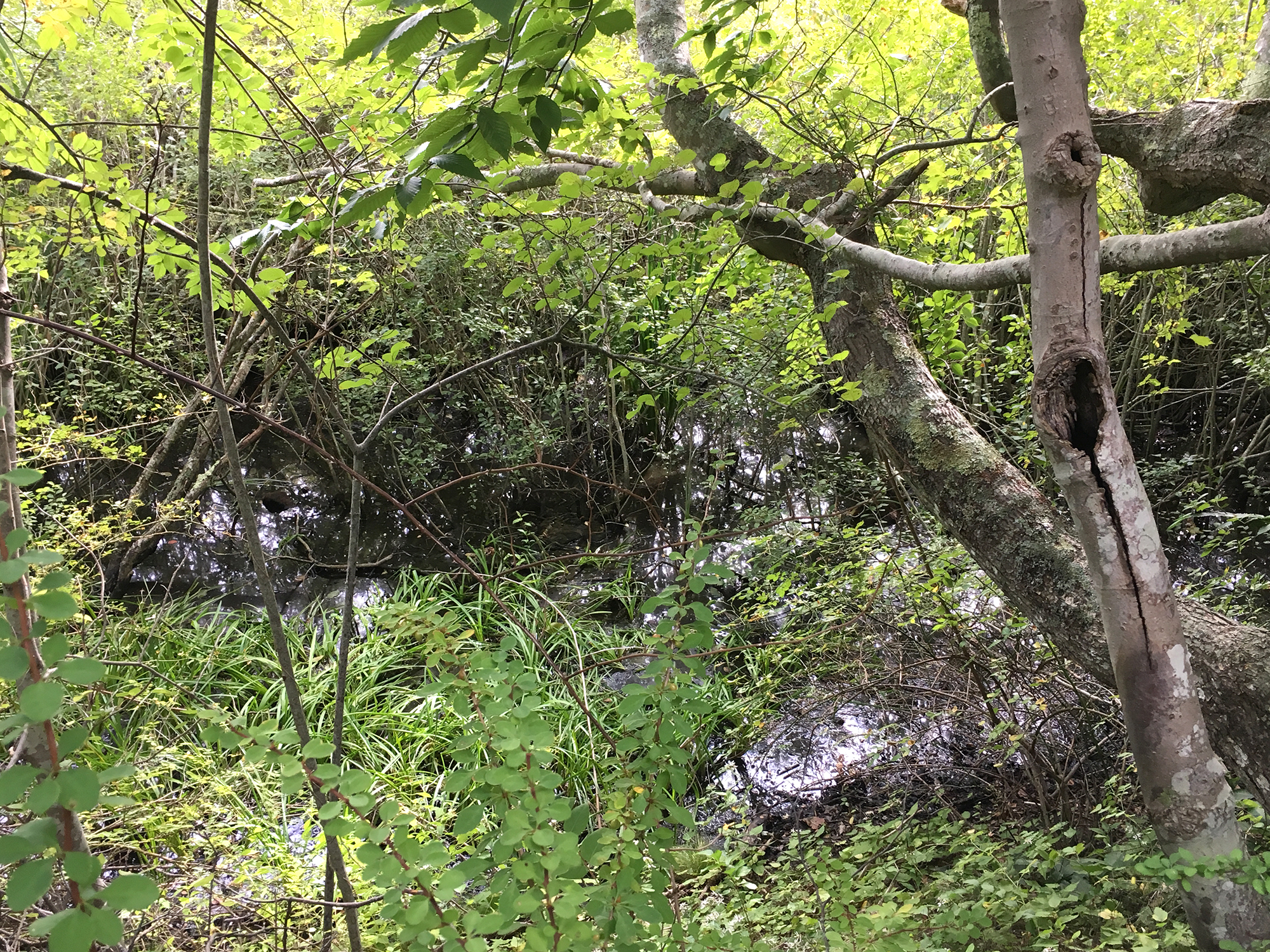 ConservationLand1_4.jpg