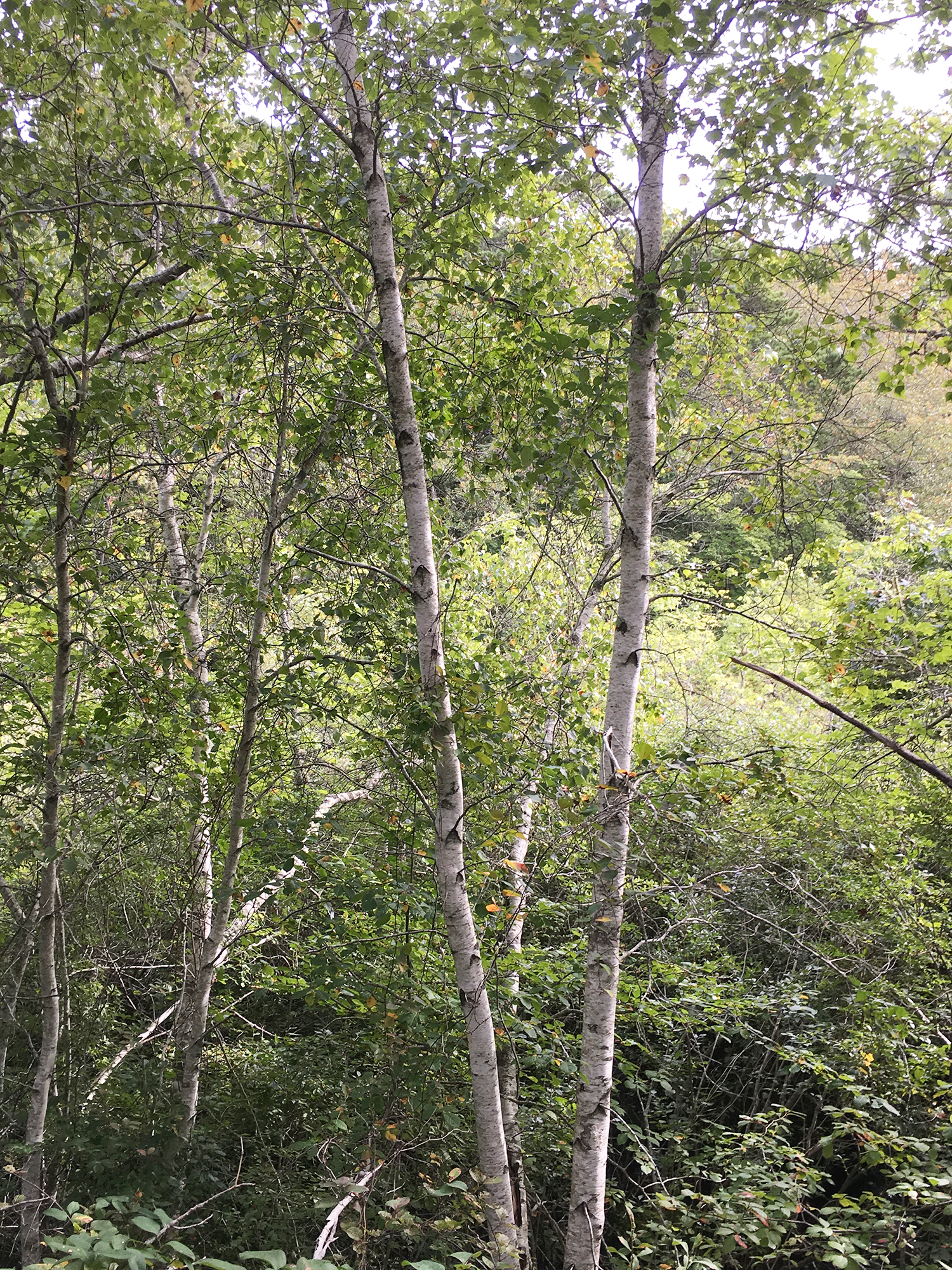 ConservationLand1_5.jpg