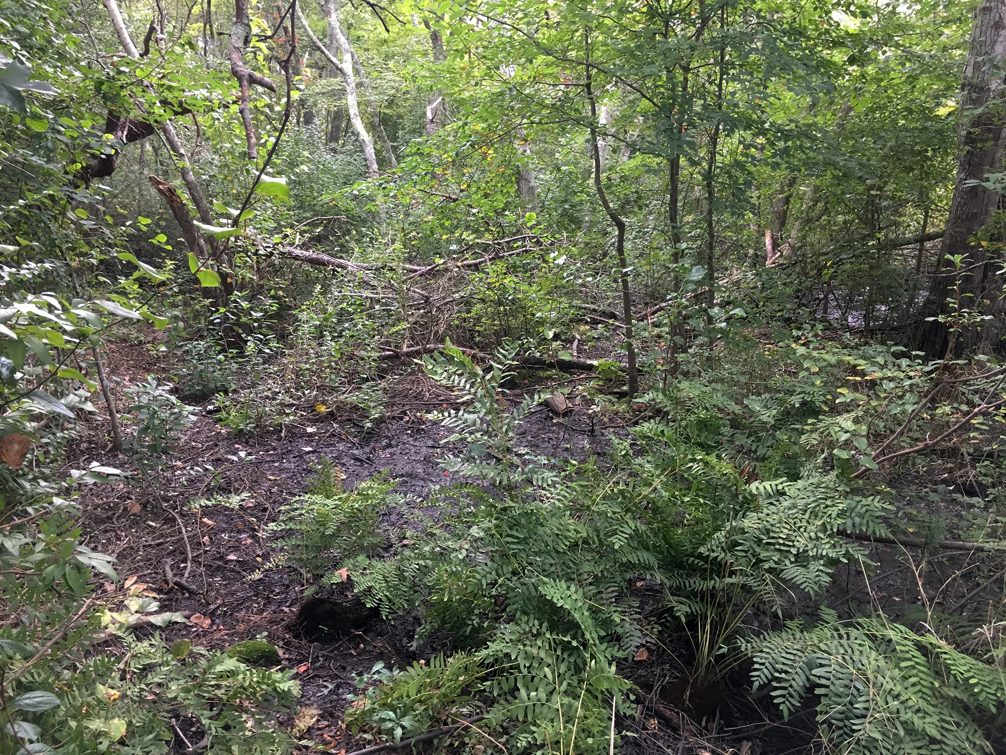ConservationLand5_3.jpg