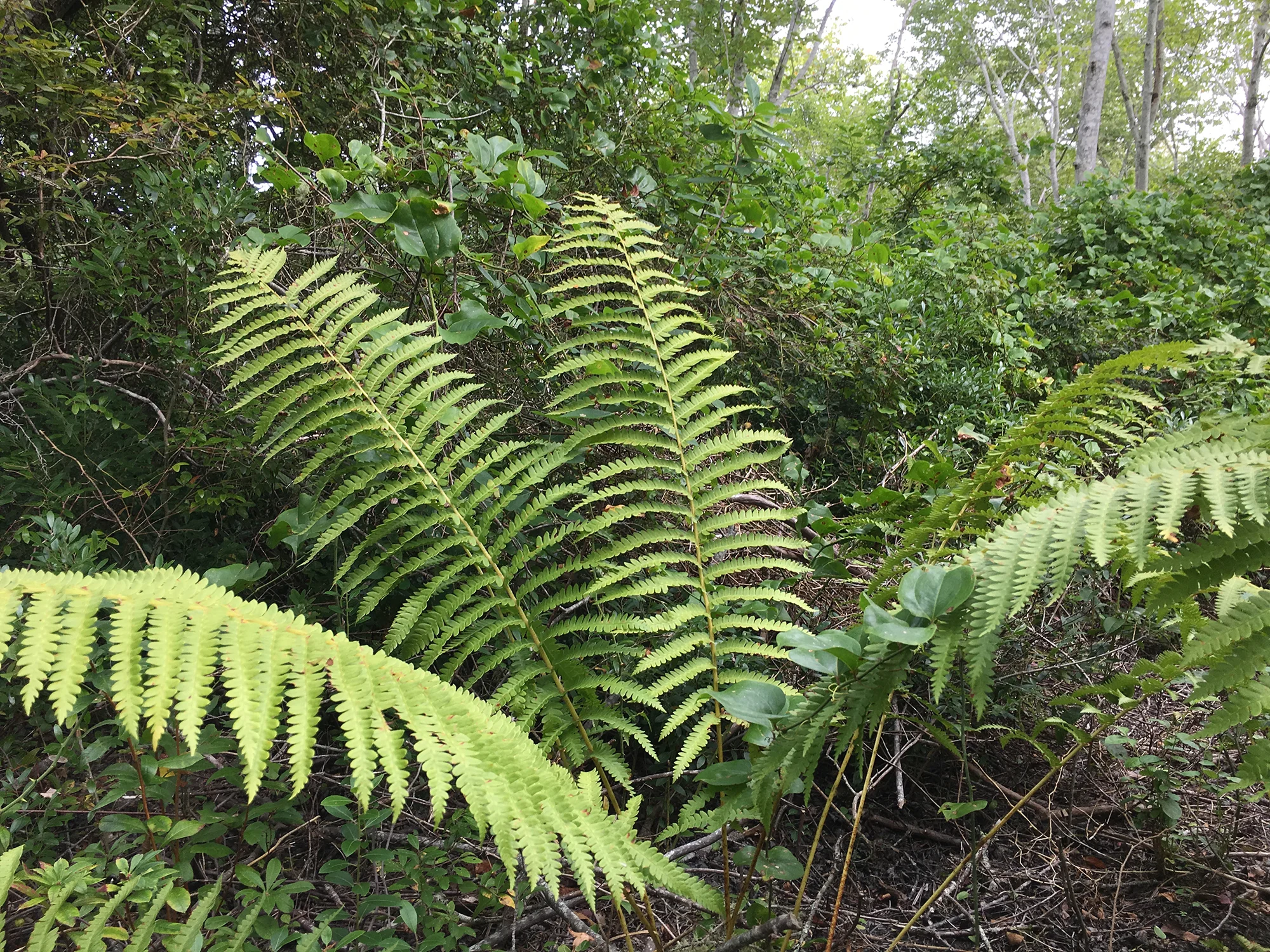 ConservationLand11_5.jpg