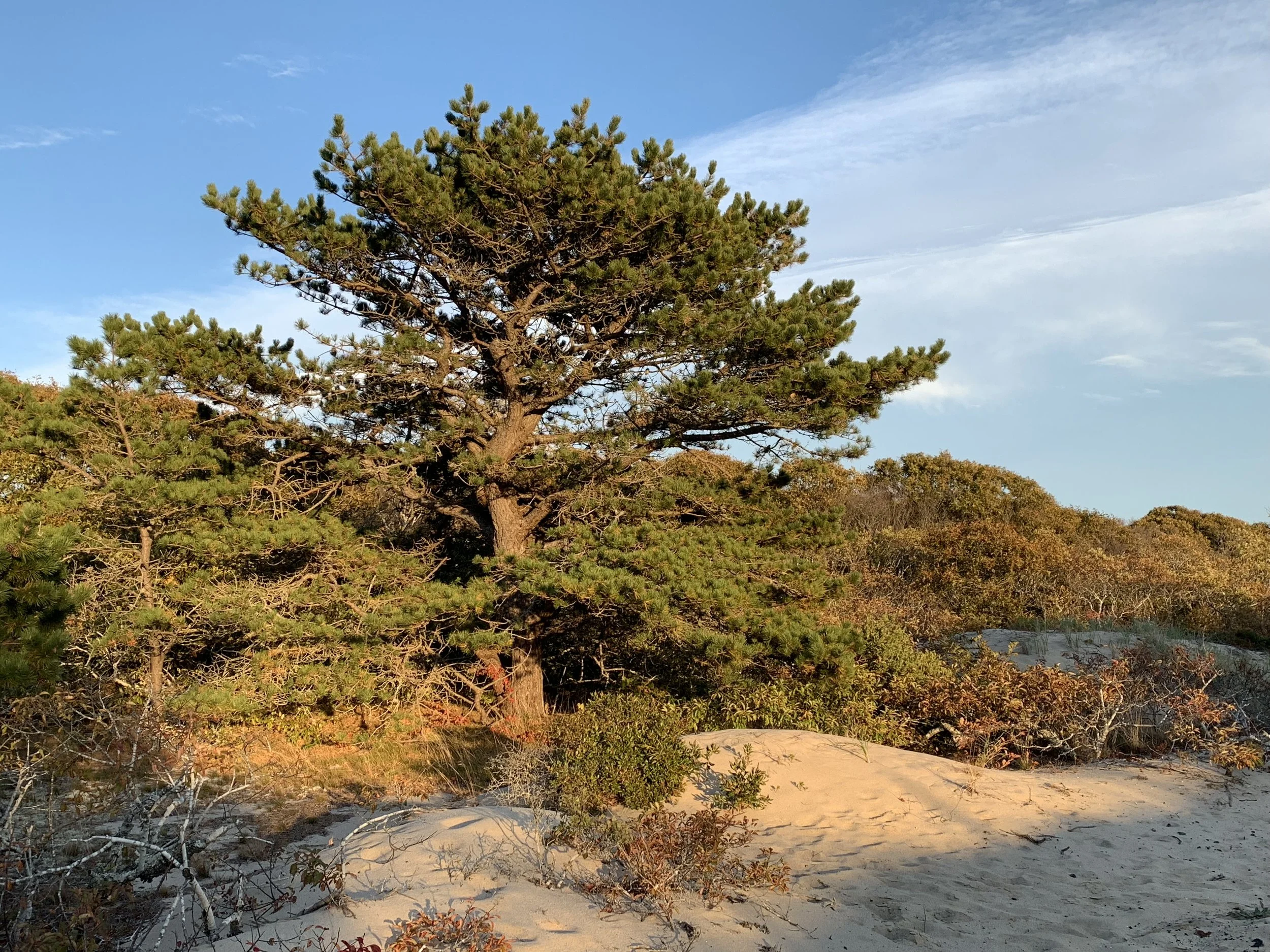 PitchPine.jpg