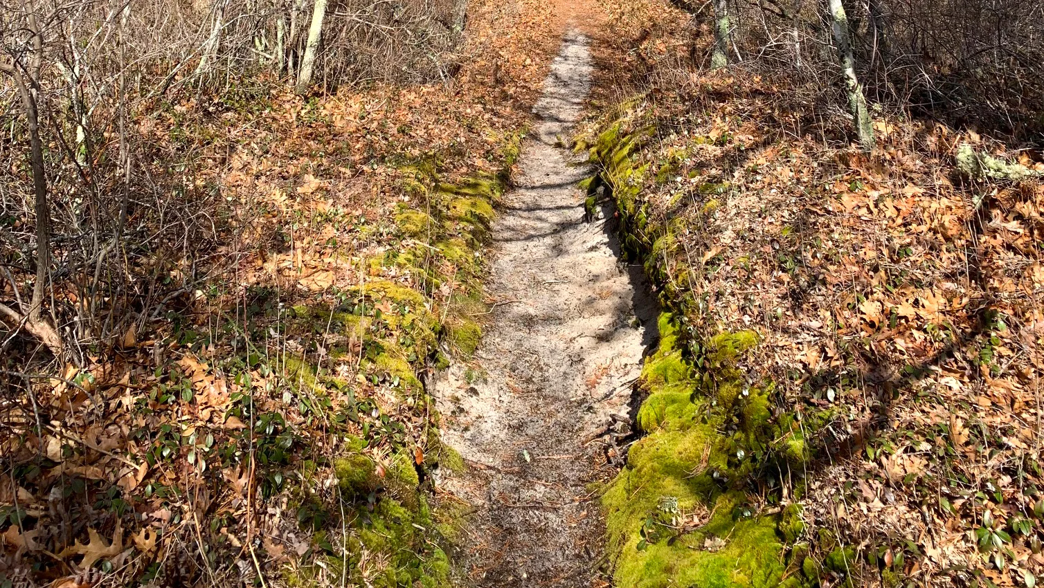 NatureTrail_Cropped.jpg