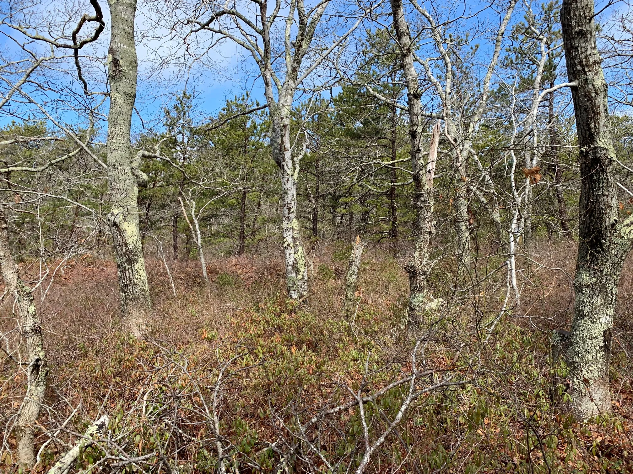 ConservationLand4_3.jpg