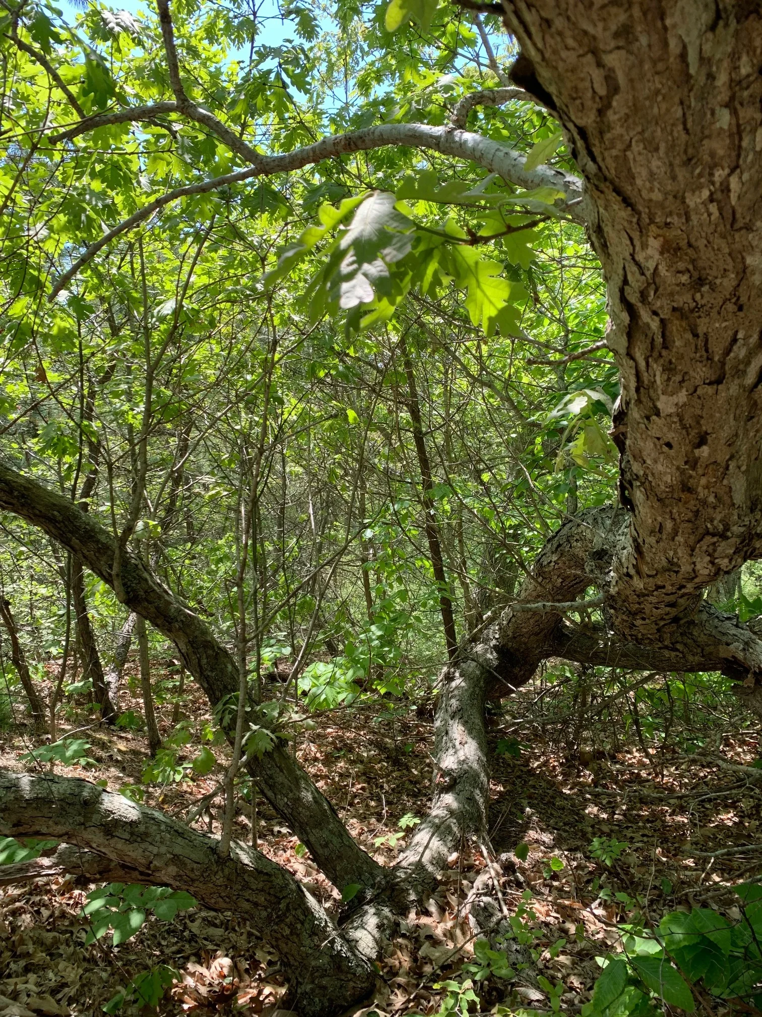 ConservationLand10_2.jpg