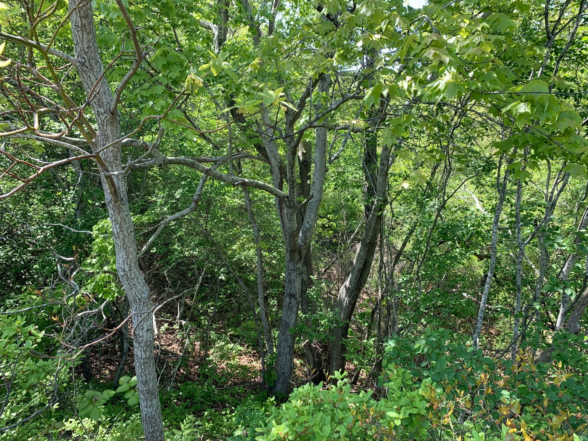 ConservationLand12_2.jpg
