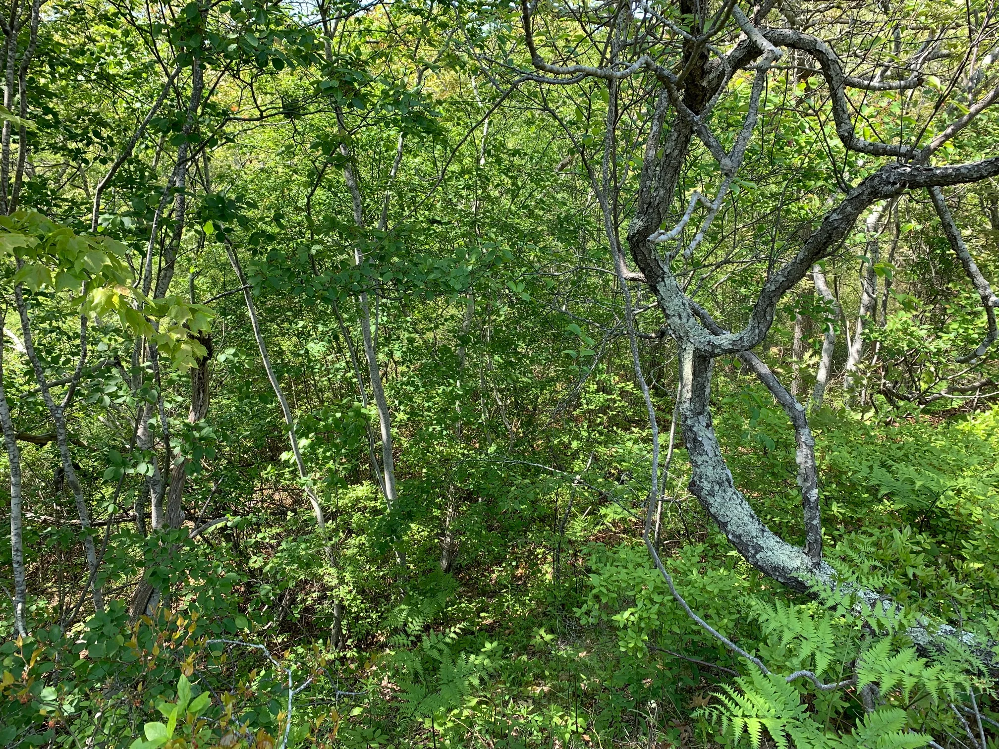 ConservationLand12_1.jpg