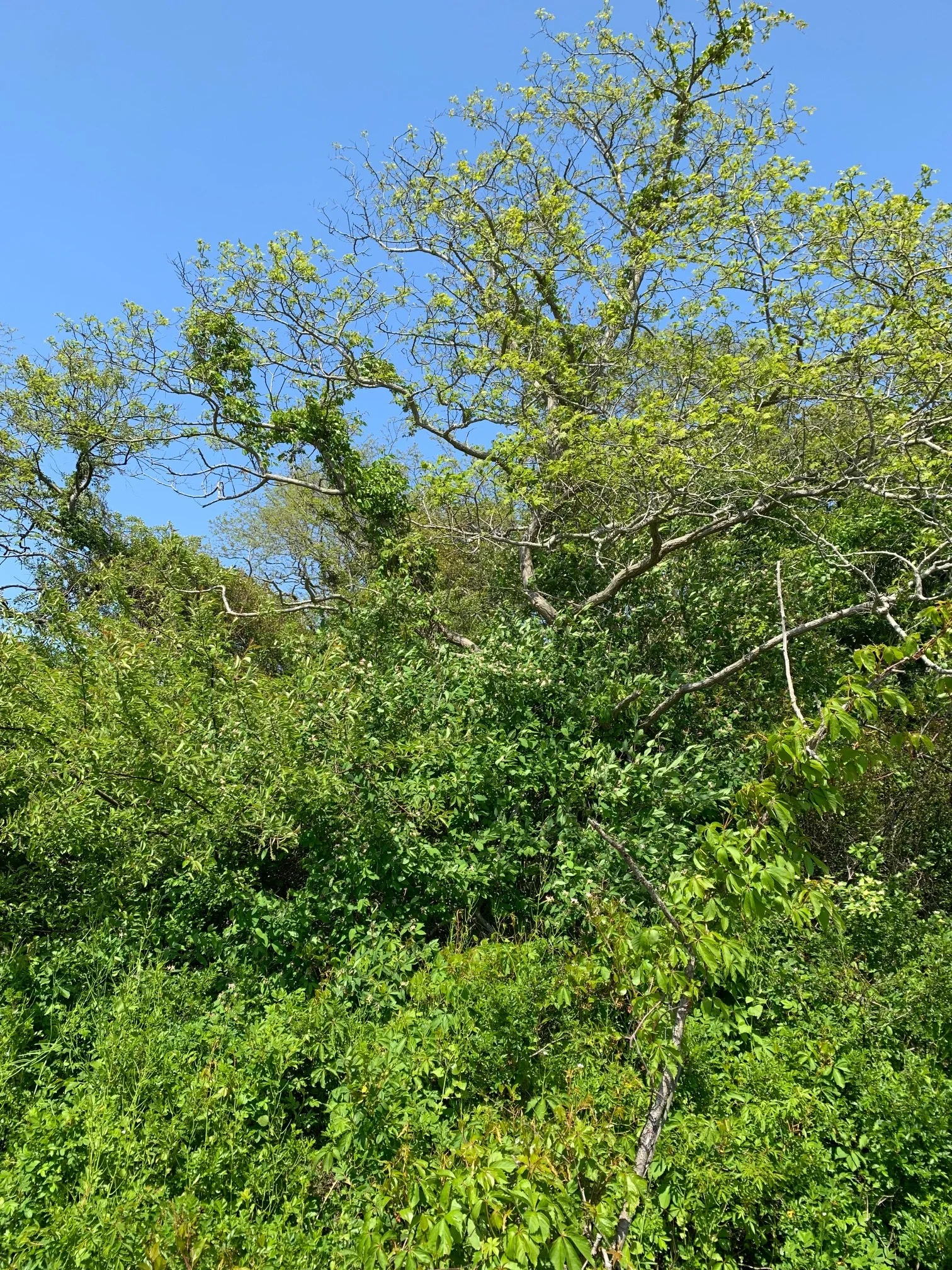 ConservationLand15_1.jpg