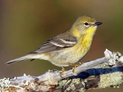 Birds and Brews - The Wonder of Birds with Peter Trull at Provincetown Brewing Company