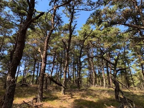 HCT and PCT: Beech Forest Mindful Nature Walk