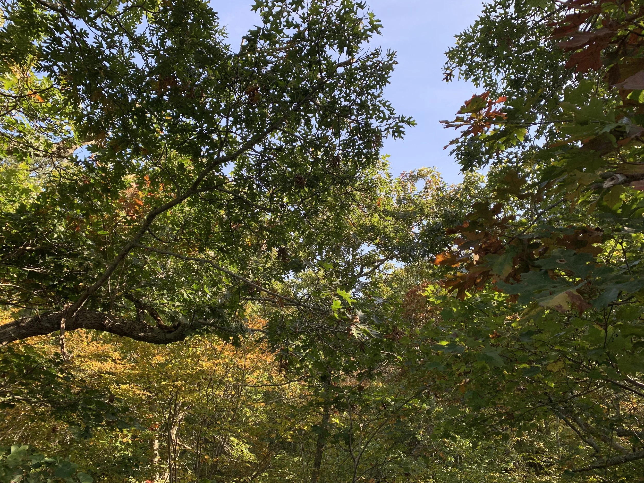 Article 2 (Mayflower Heights Woods) Informational Walk