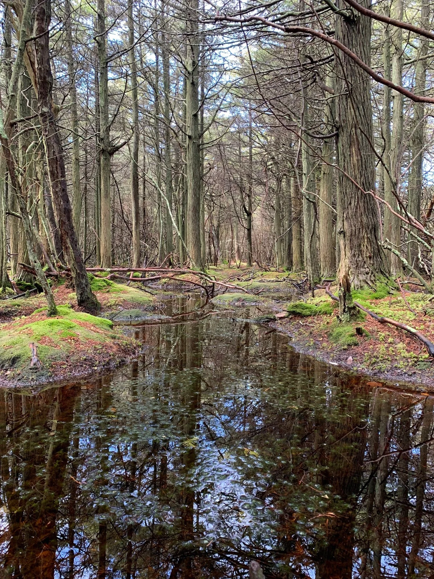 WhitecedarSwamp.jpeg