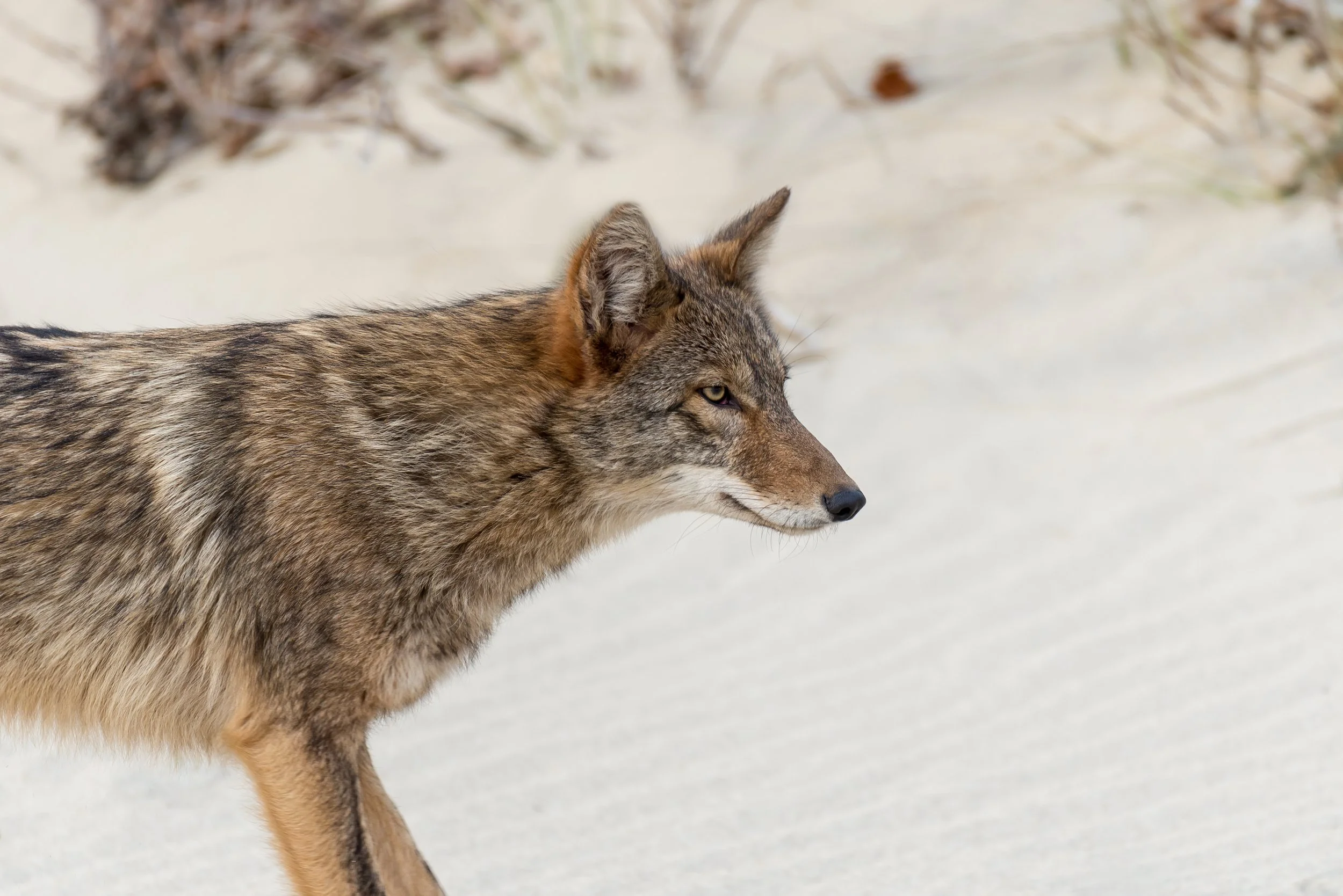 NATURE TALK: Eastern Coyotes - Facts and Misconceptions - CANCELLED