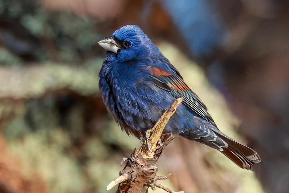 They are here! Wonderful photos by @sue_packard of a blue male grosbeak in Provincetown. #bringbirdsback