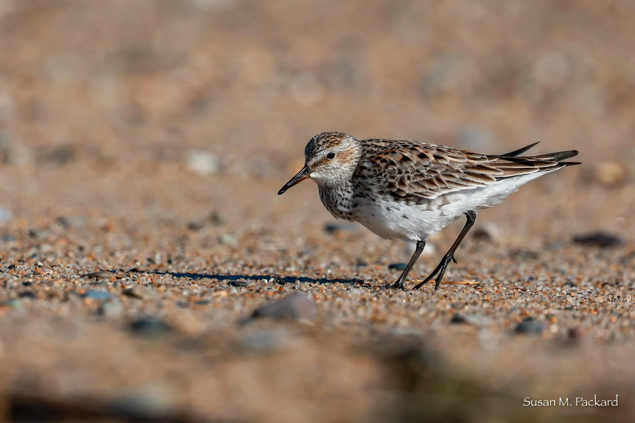 NATURE WALK: Shorebird Watching with Ross Sormani