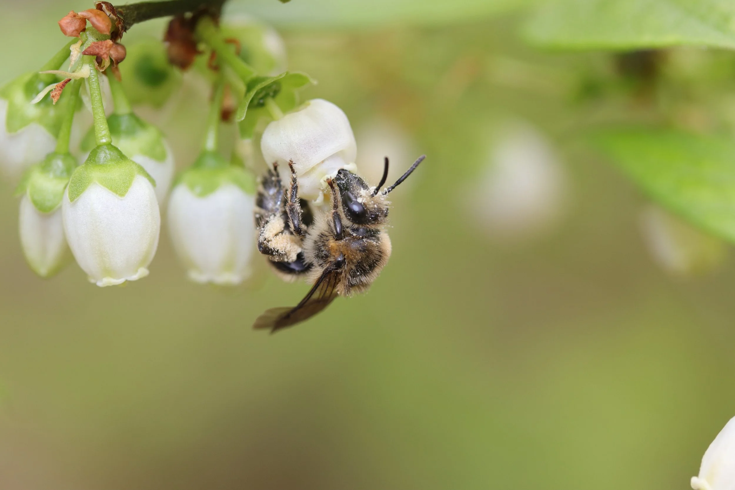 NATURE TALK: Lunch and Learn! Designing a Biodiverse Garden