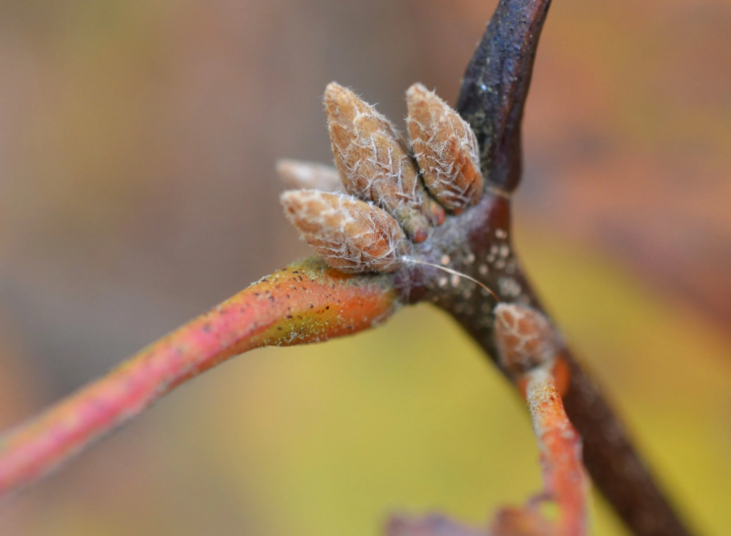Winter Tree and Shrub ID with Tom Walker