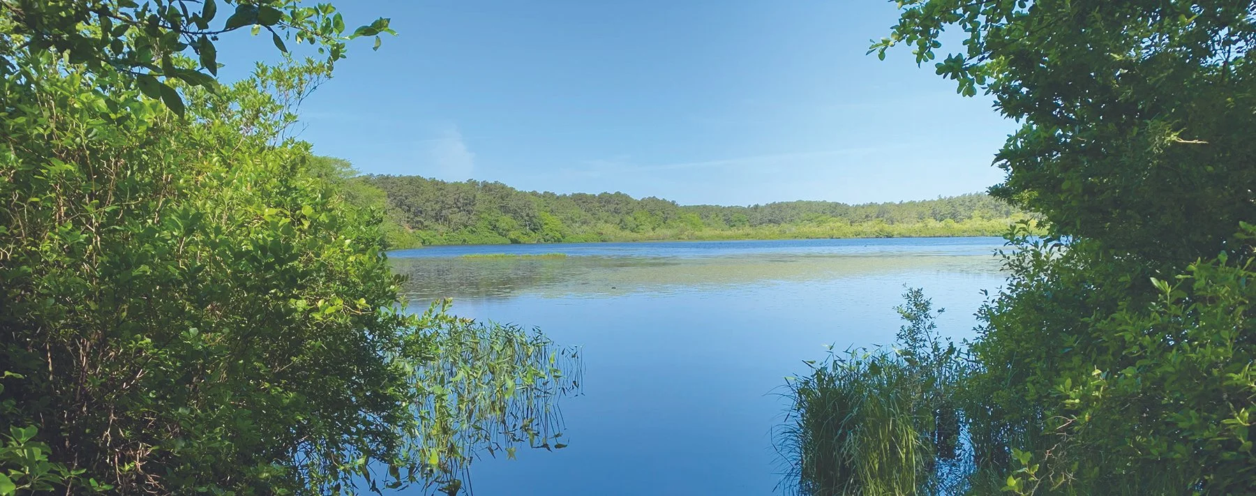NATURE WALK: Clapps Pond Walk with Mark Adams and Dennis Minsky