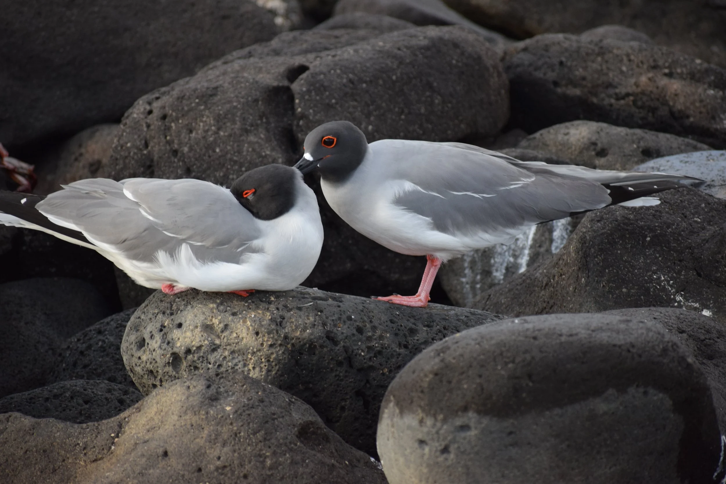CLASS: Bird Photography: Photo Lessons from the Birds