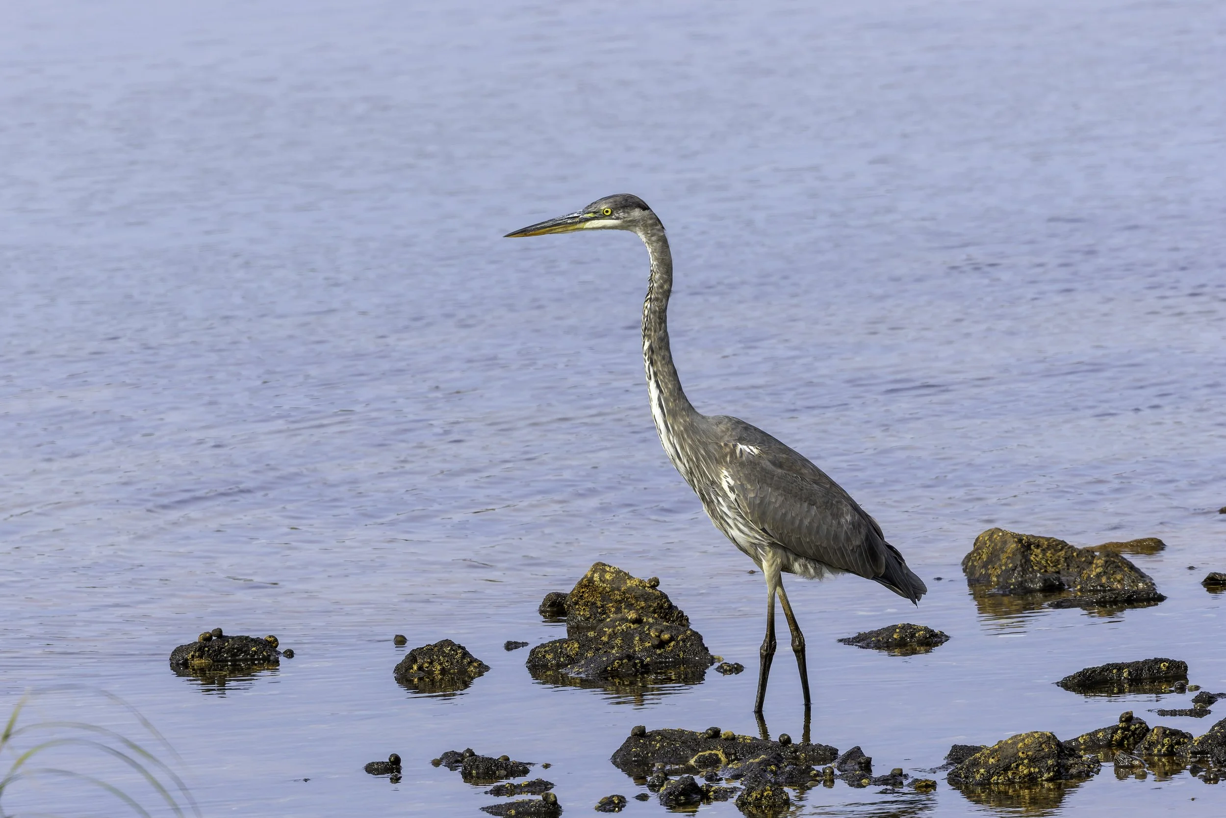 Great Blue Heron looking for fish