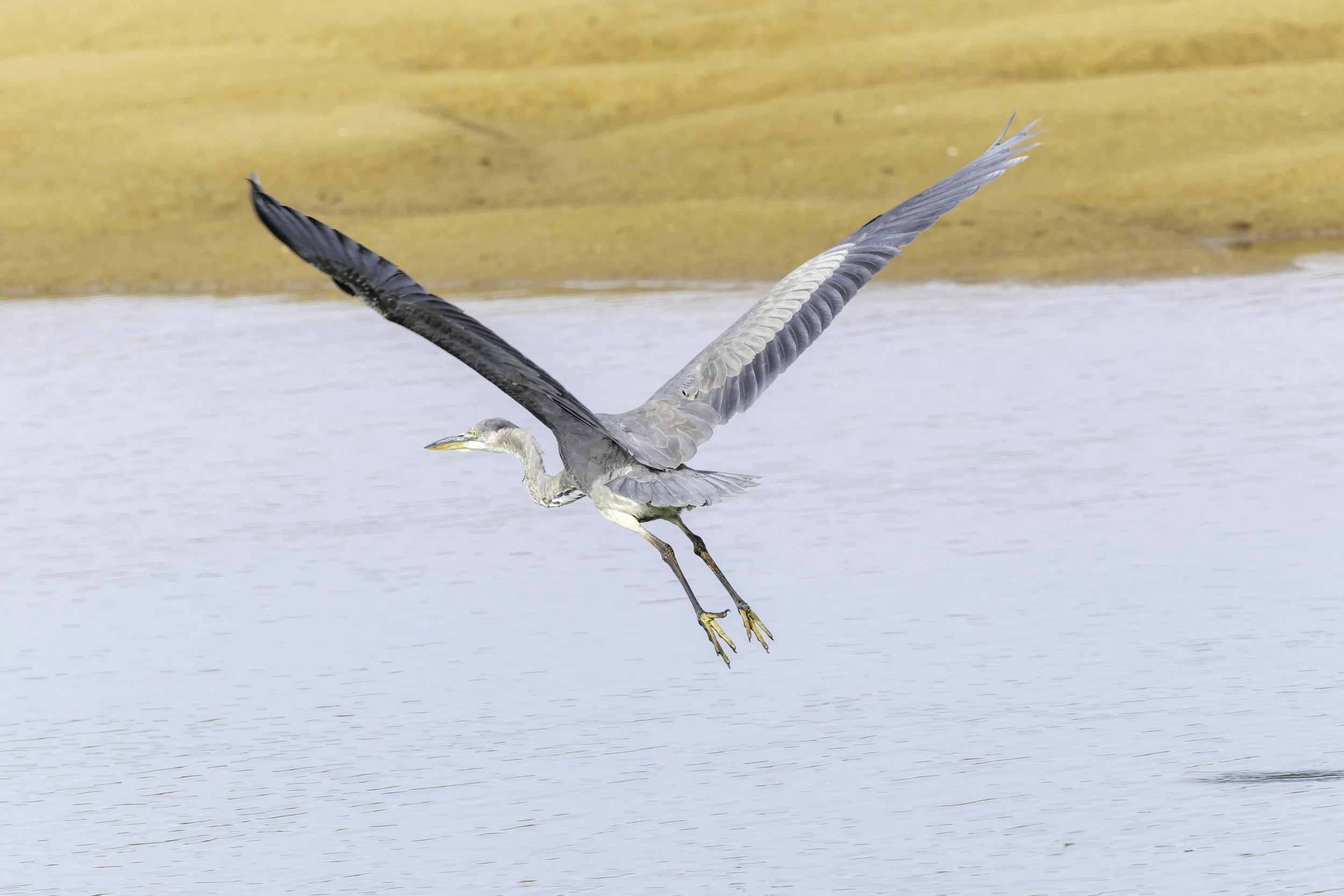 Great Blue Heron in flight