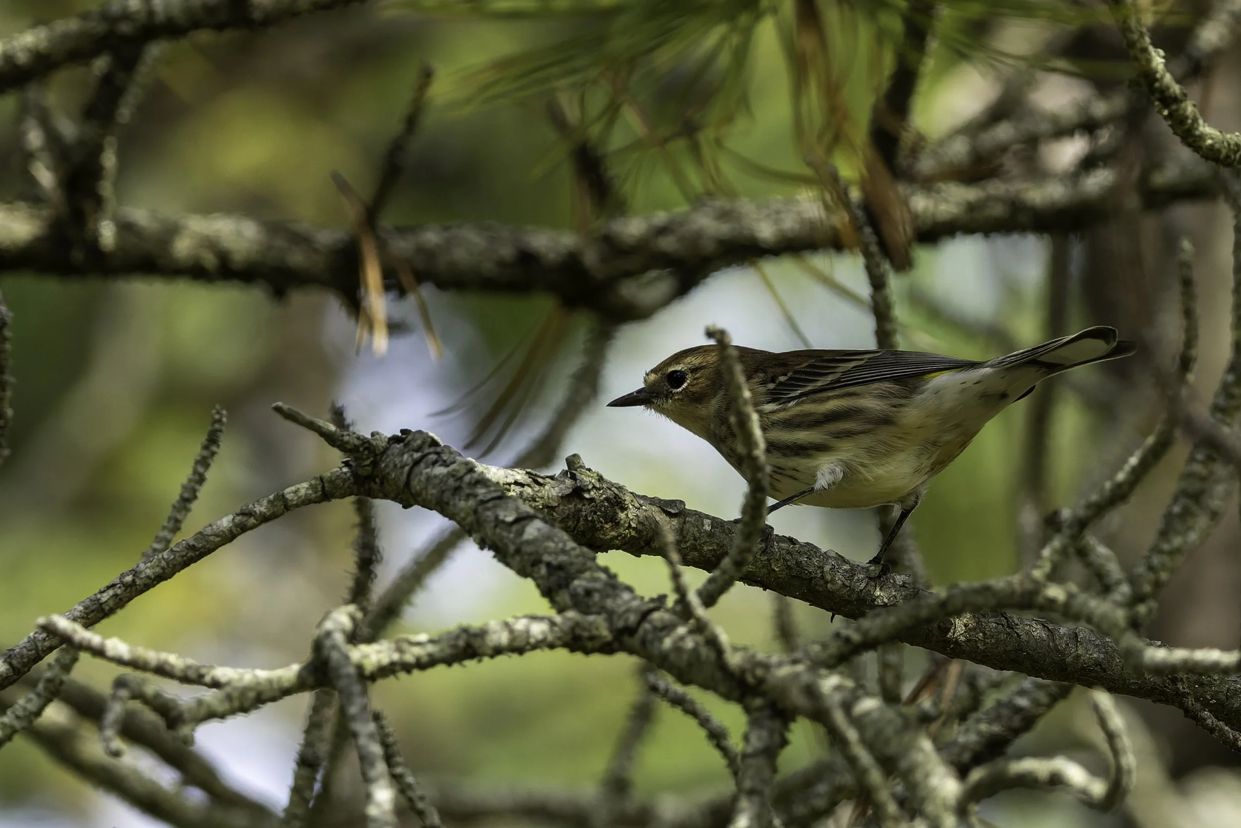 Yellow-rumped warbler