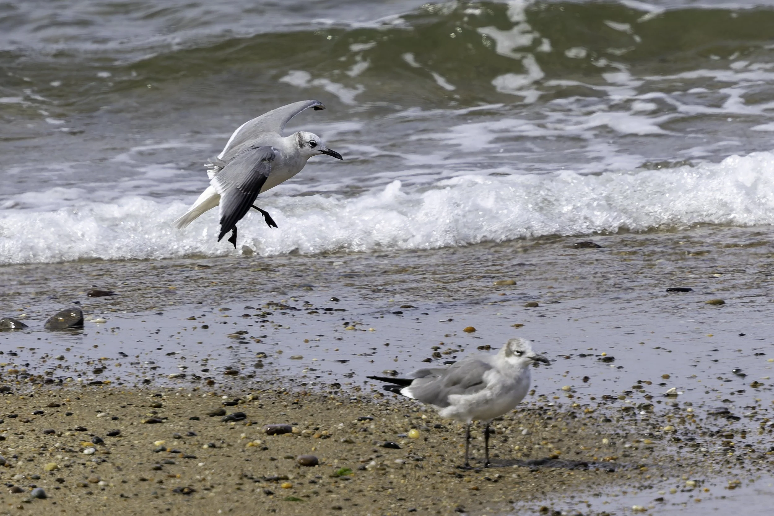 Bonaparte's Gulls