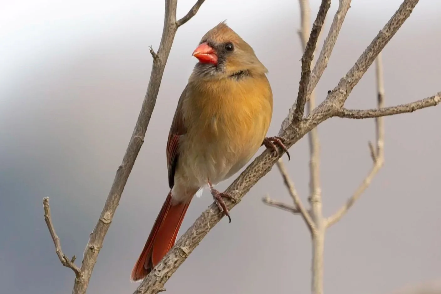 Join the Christmas Bird Count (Dec 14th - Jan 5th)