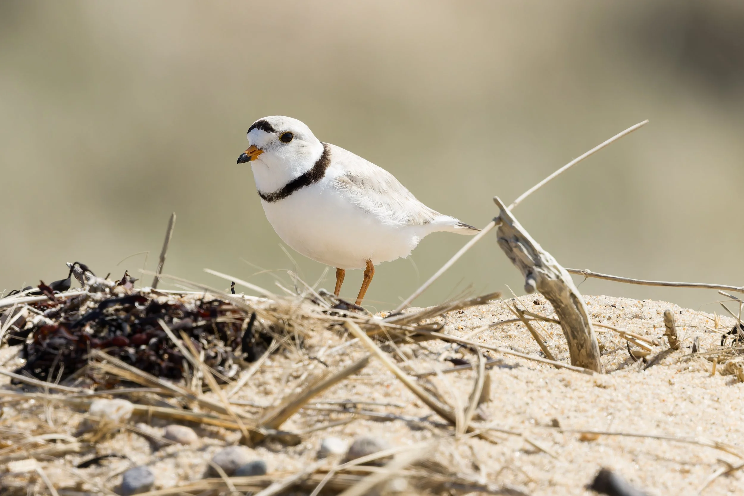 NATURE WALK: Shorebird Watching with Ross Sormani