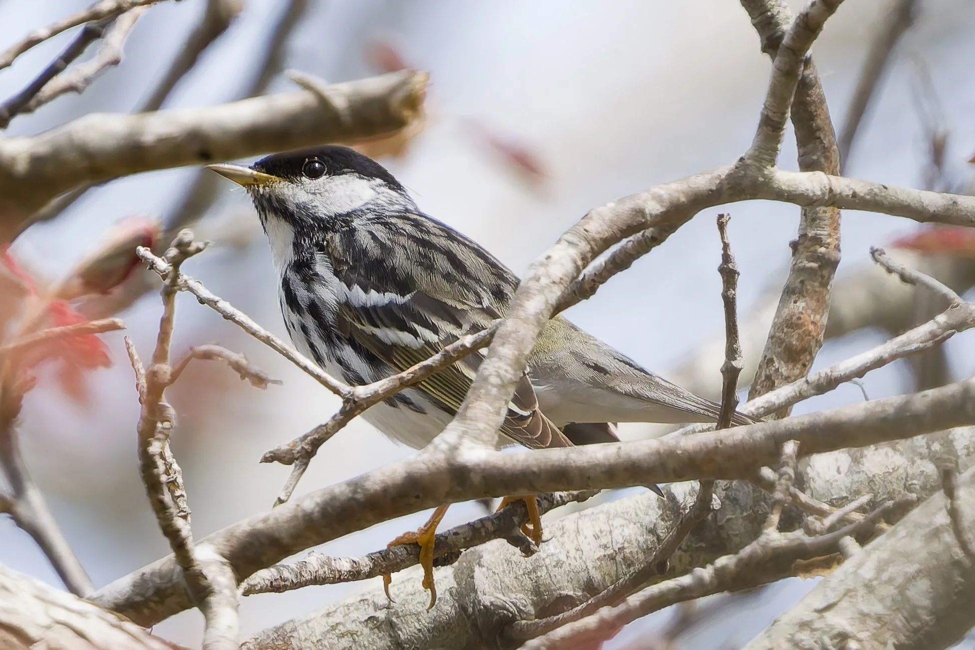 NATURE TALK: Spring Bird Migration with Mark Faherty