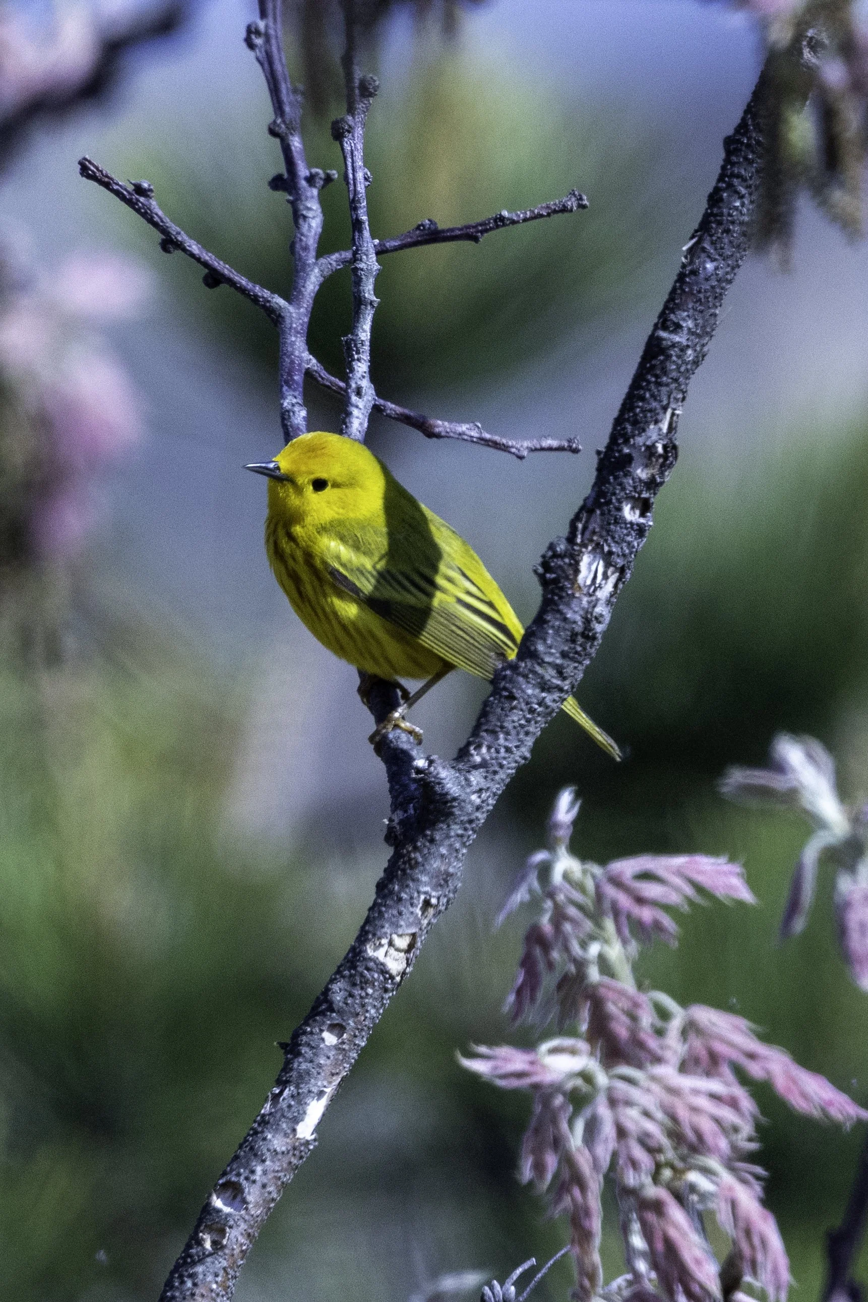 YellowWarbler.jpg