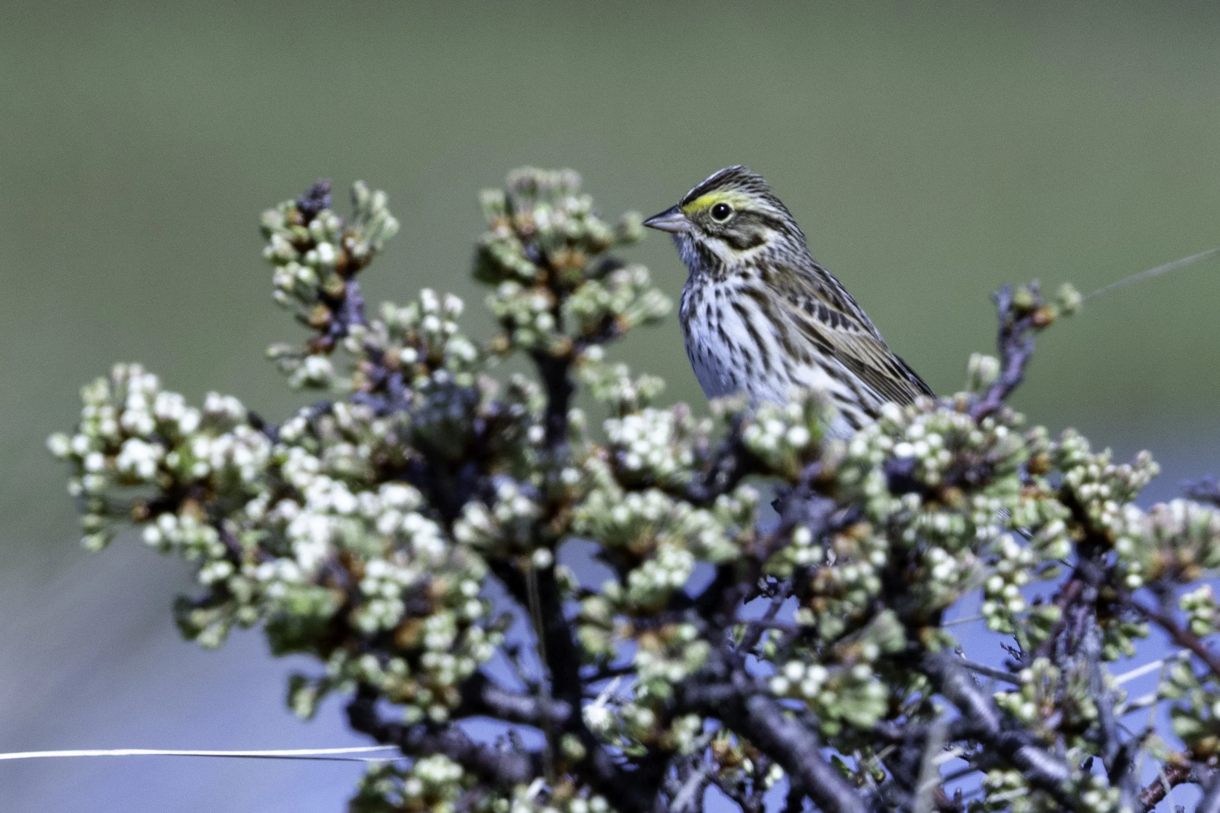 WhiteThroatedSparrow.jpg