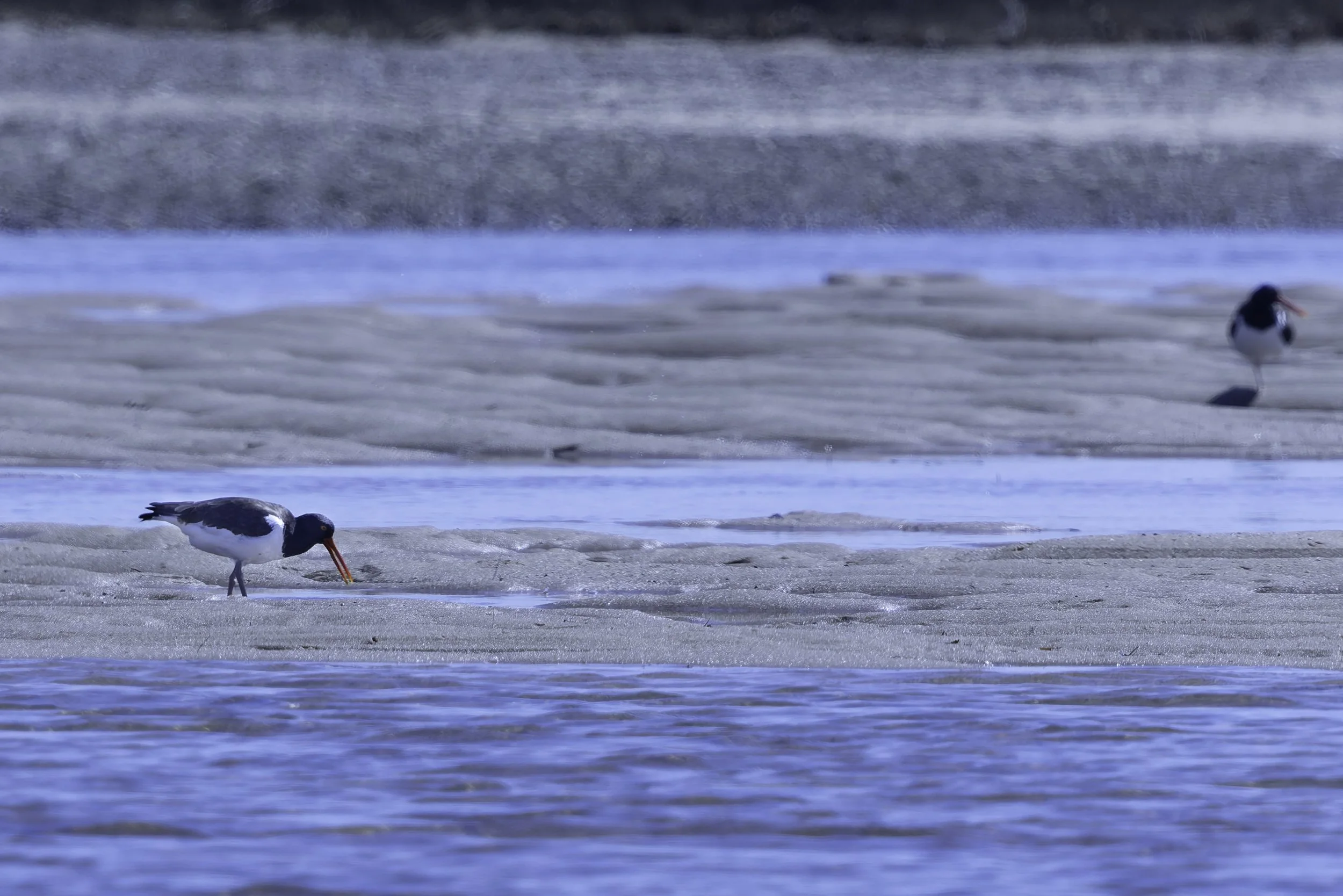 Oystercatcher.jpg