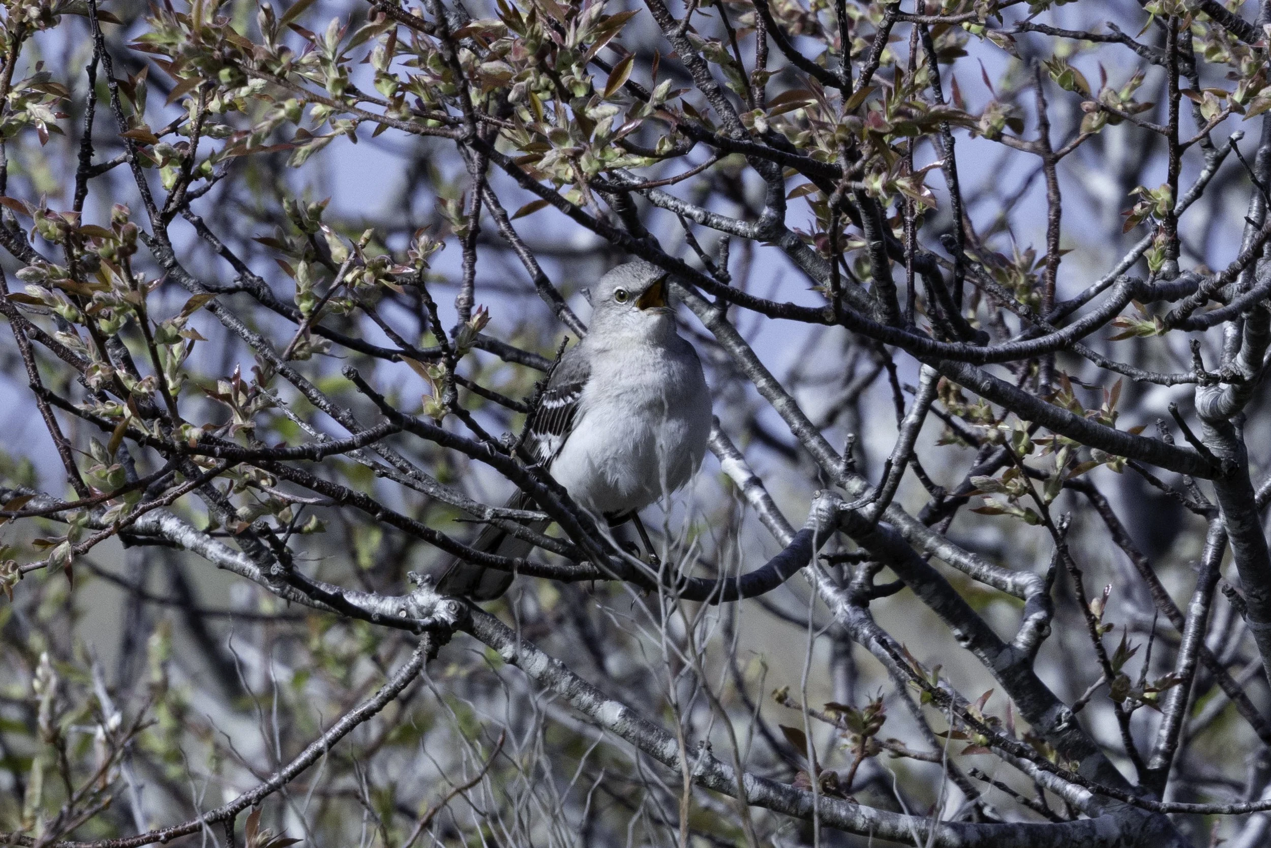 MockingBird.jpg