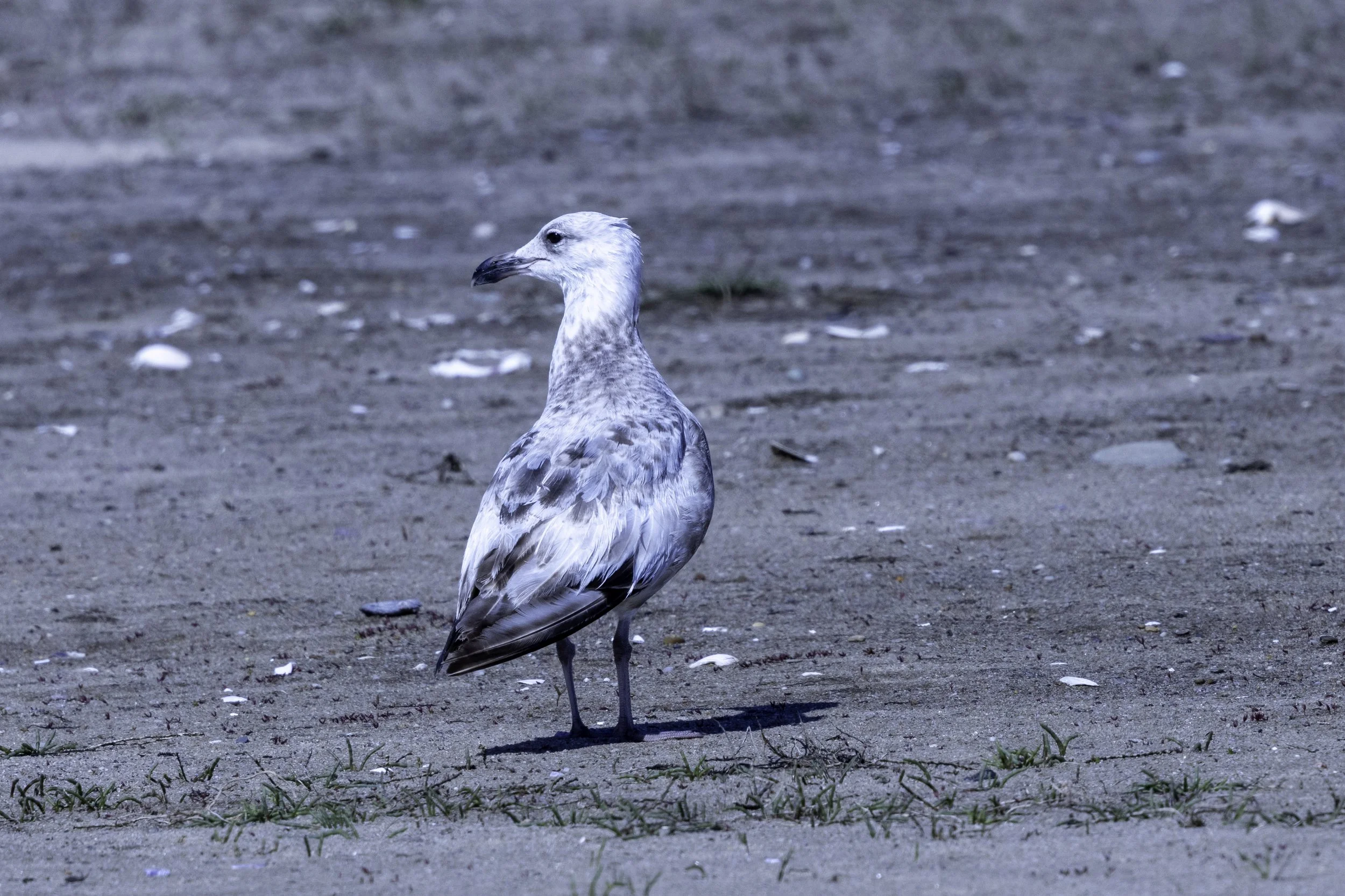 HerringGull.jpg