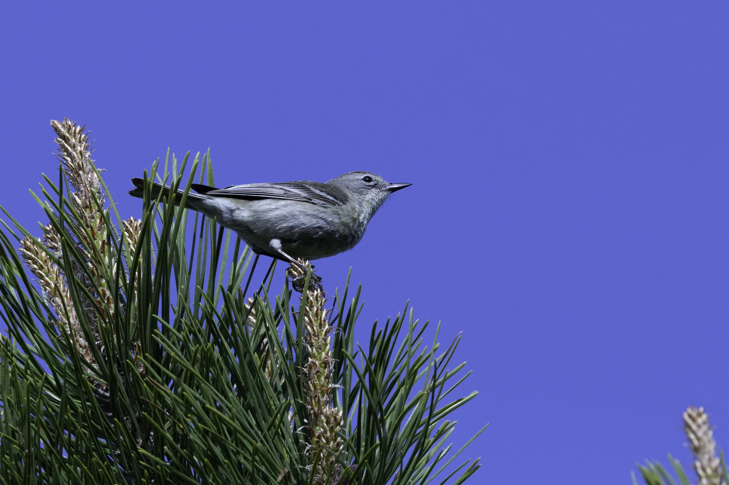 FemalePineWarbler.jpg